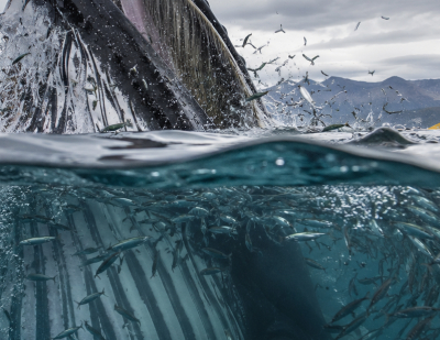 Wenn der Wal zuschnappt: Die unglaublichen wahren Fälle hinter Whalefall