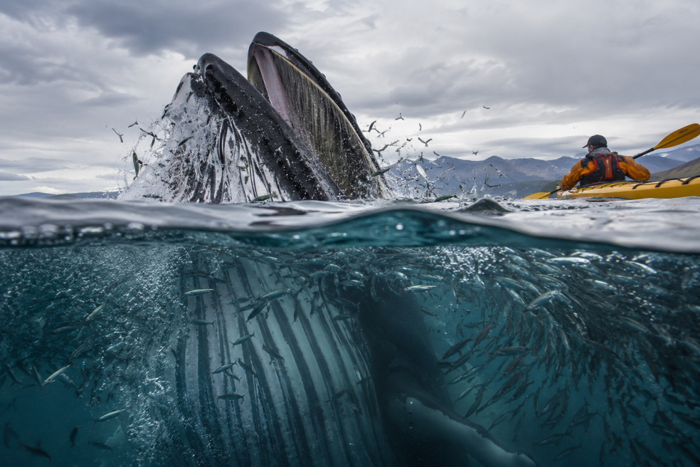 Wenn der Wal zuschnappt: Die unglaublichen wahren Fälle hinter Whalefall